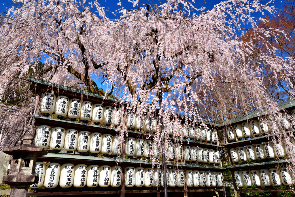 大石桜