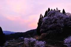 夕暮れの千年桜