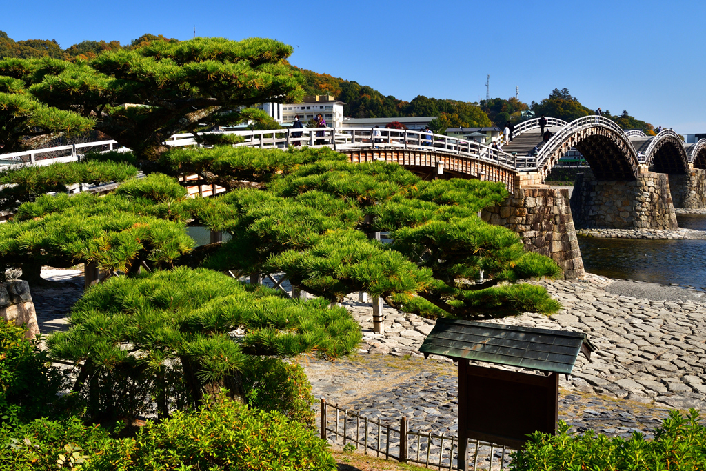 山口周遊　-錦帯橋の槍倒し松-