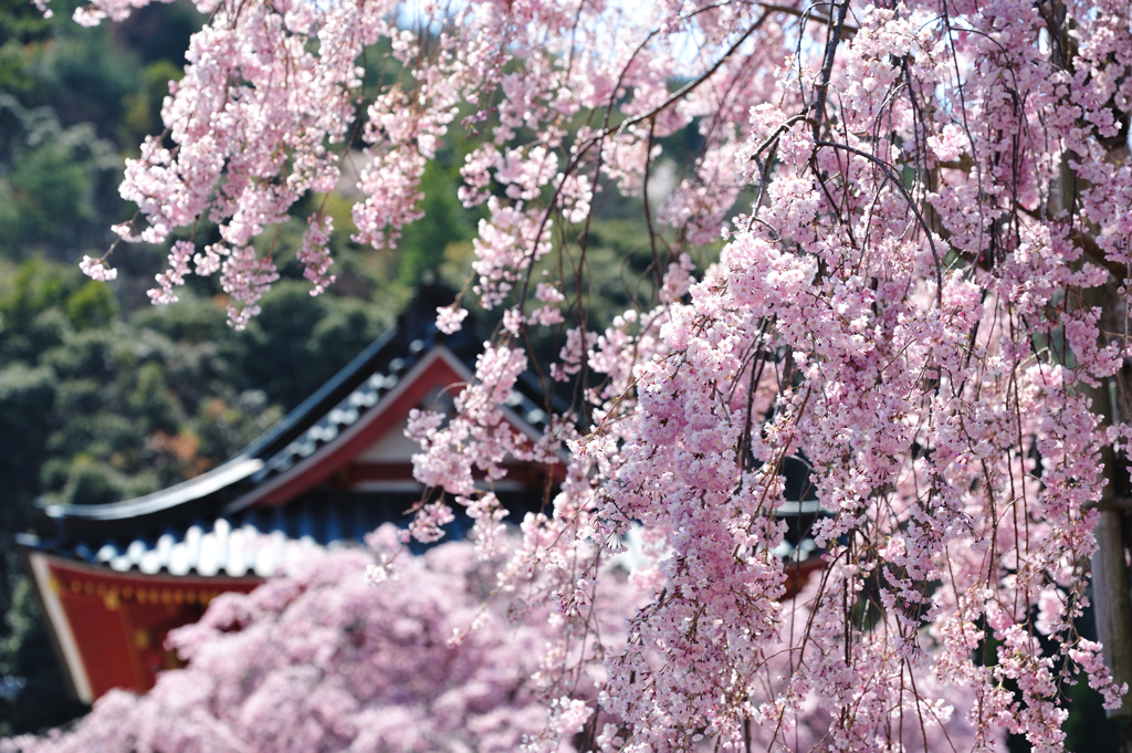 勝運枝垂桜