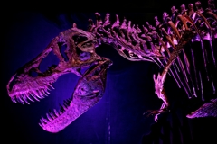 T-Rex skeleton＜PRD＞