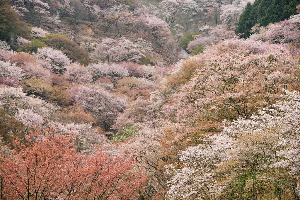 夢幻滝桜