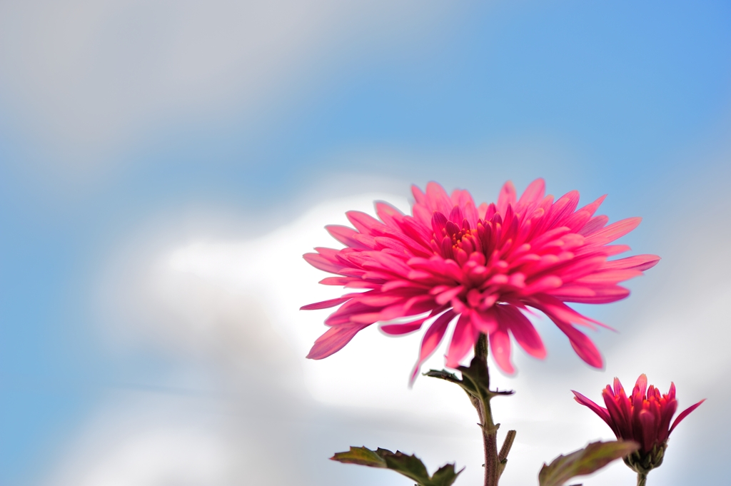 冬天菊