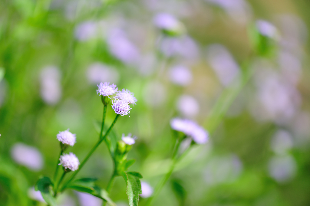 南国で見る花　~小さな小さな植物~