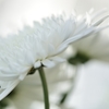 ベランダの小さな世界で　~新しい年始めに白菊~