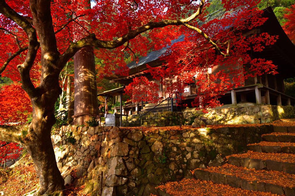 紅楓と落黄葉