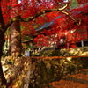 紅楓と落黄葉
