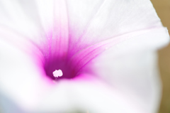南国で見る花　~白と薄紫の花~