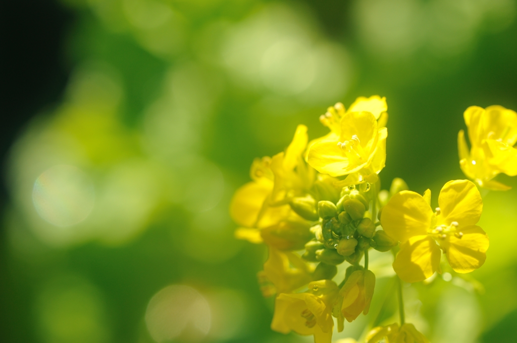 ベランダの小さな世界で　~新春を呼ぶ花~