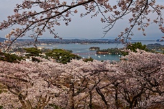 日本三景　春の松島
