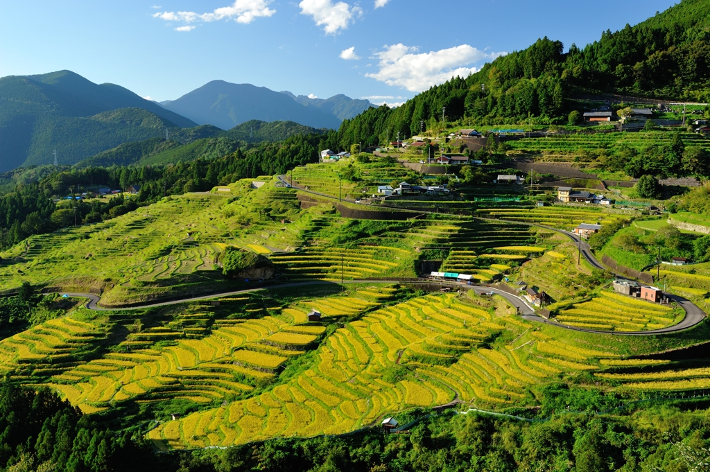 丸山千枚田　稲刈り時