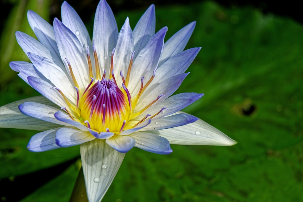 サイアムの花 Ⅲ