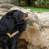 小さいけどクマだよ