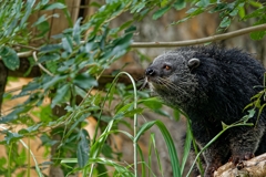 クマのようなネコです