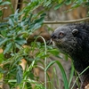 クマのようなネコです