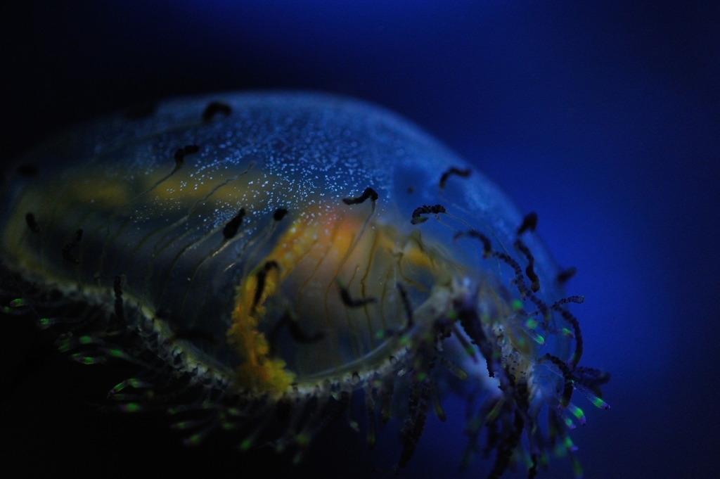 海の怪しき生命体　ハナガァーサァァー