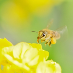 近所散策　~ミツバチの春仕事~