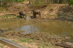 タールアン村の水牛Ⅲ　~水浴び場はボクのもの~