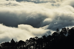 天空の並木・渦雲