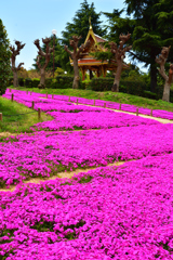 芝桜のあるタイ庭園