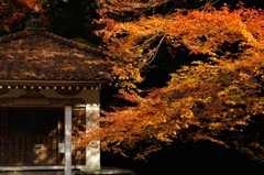 錦の里　正暦寺　~修行堂に悟りの秋光指す~