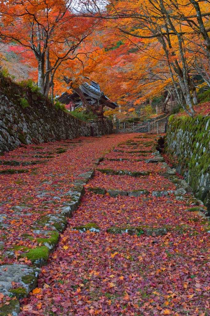 晩秋参道