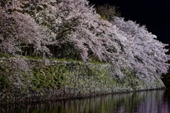 濠端の夜桜