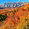 大山彩錦（だいせんさいきん）