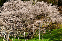 老桜の雄姿