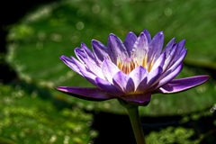Shining Water Lily