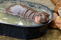 コビトカバの行水