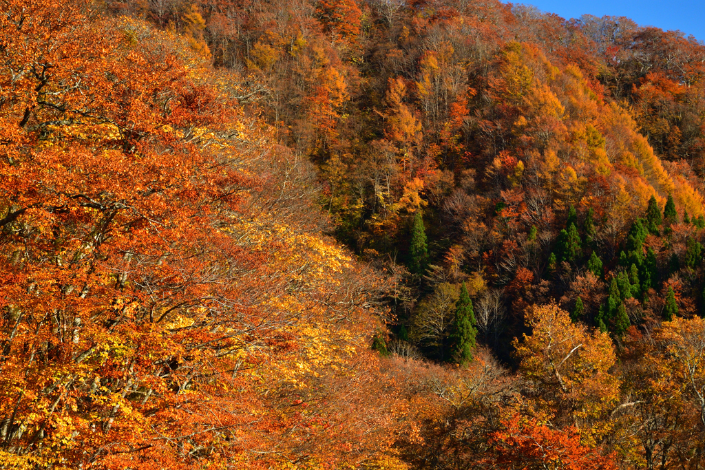 大山環状道の秋景