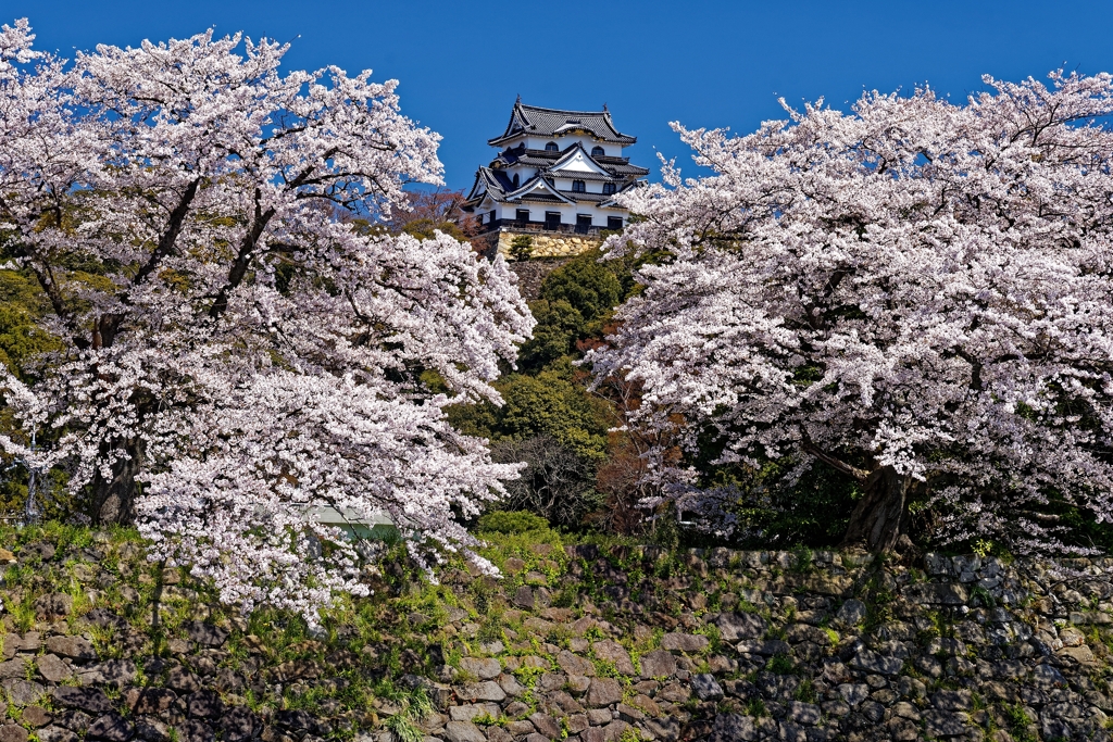 彦根の桜花