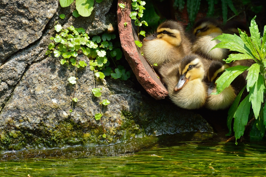 近所散策　~微笑みの水鳥小ガモちゃん~