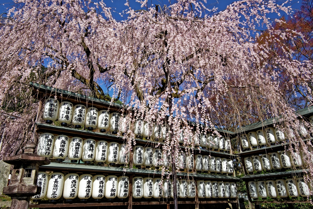 大石桜＜PRD＞