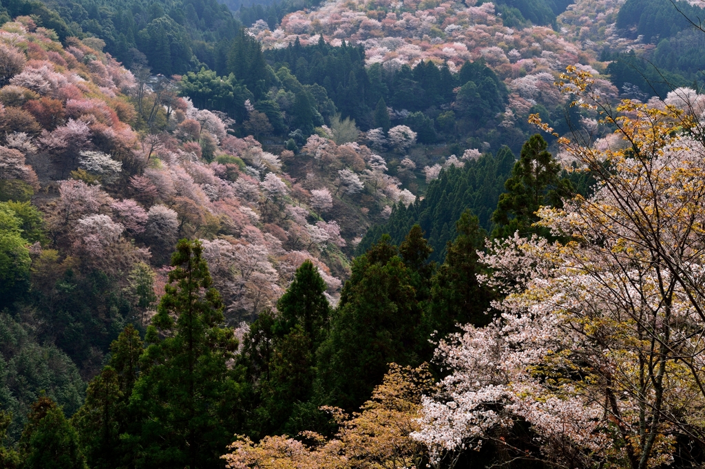 一目千本の山