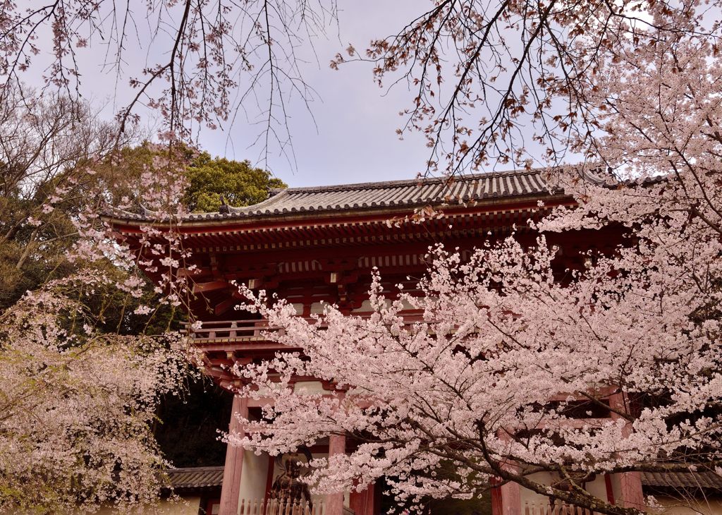醍醐の花見＃１