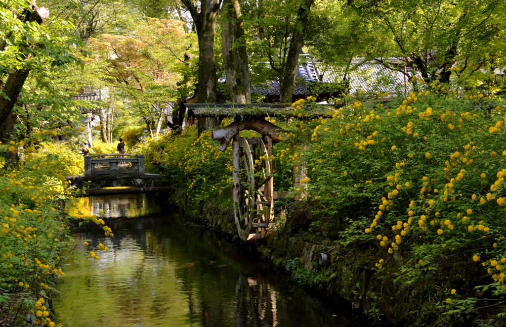 山吹の松尾大社