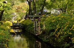山吹の松尾大社