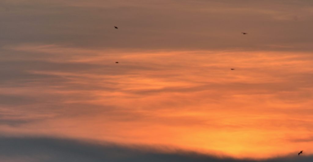夕焼けとトンビ（稲村ヶ崎）