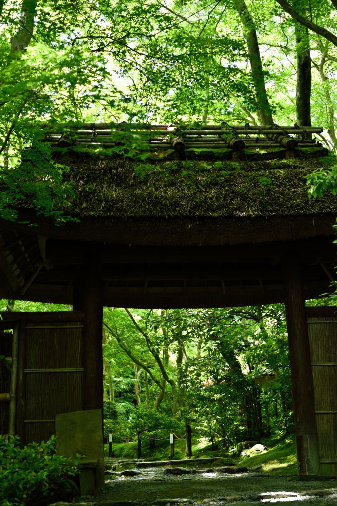 緑の世界の入口