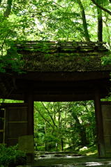 緑の世界の入口