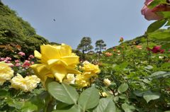 黄色のバラから空へ