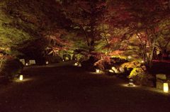 もみじの夜の散歩道