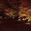 もみじの夜の散歩道