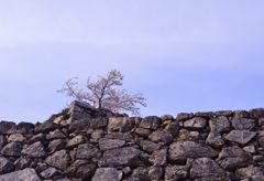 石垣の上の桜