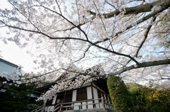 これも見事な桜（報国寺）