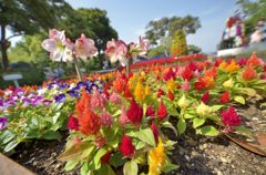 花がいっぱい、気分いい(江の島サムエル・コッキング苑)
