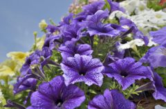 紫のタワー(江の島サムエル・コッキング苑)