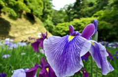 花菖蒲＃１（明月院）